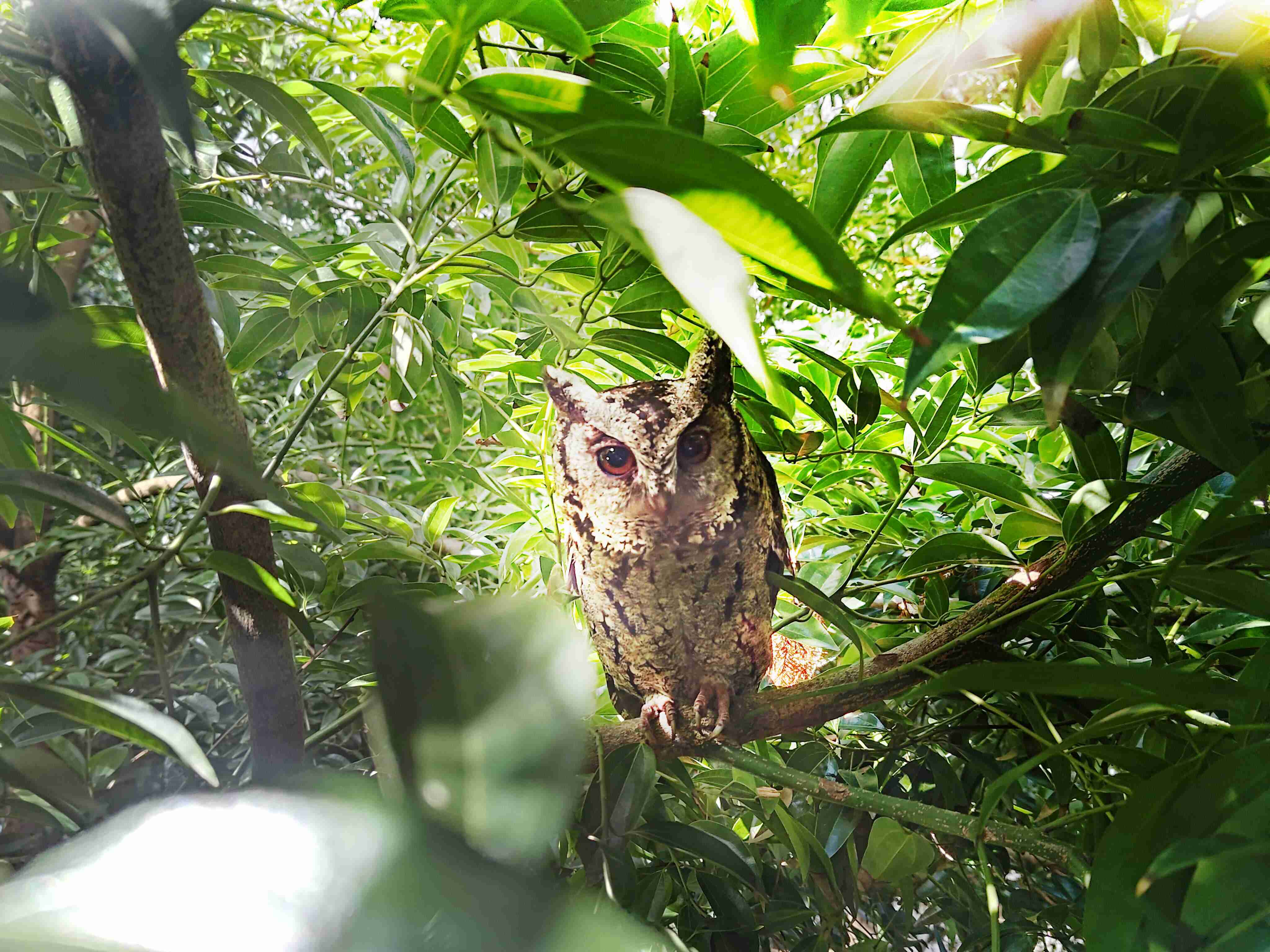 冰球突破致力提倡净零绿生活，，，16年以来在全球各厂区植树逾百万棵，，，造就各厂区树木蔚然成林，，，，犹如森林工厂，，，，成为许多生物的栖息地